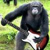 Damn Dirty Apes's Photo